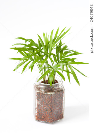 Hydro culture with empty bottle 24079048