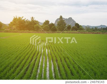 Green rice plant in the paddy fields. Green rice plant in the paddy fields. 24079143