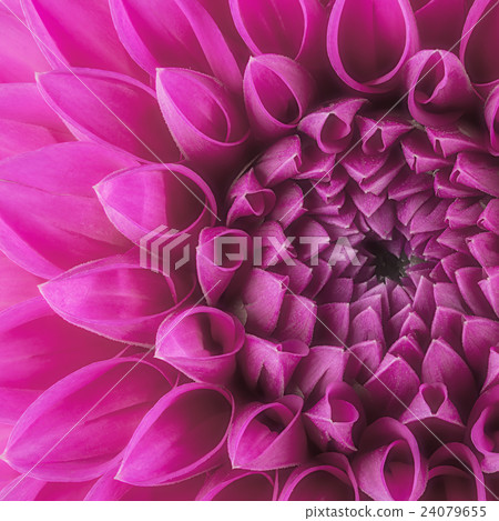 Purple flower petals, macro of chrysanthemum Purple flower petals, macro of chrysanthemum 24079655