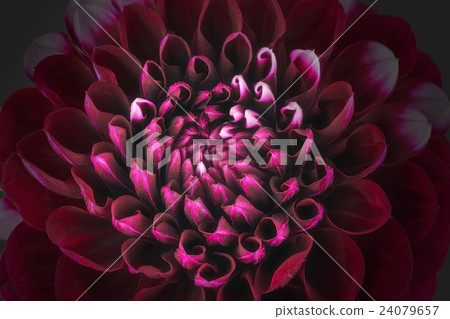 Dark red flower petals, macro of chrysanthemum 24079657