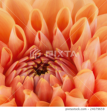 Orange flower petals, macro of chrysanthemum 24079659