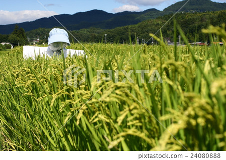 Rice ear 04 24080888