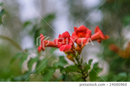 Beautiful red flowers of trumpet creeper Beautiful red flowers of trumpet creeper 24080968