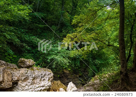Scenic view of a green forest 24080973