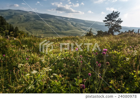 Scenic view of mountain meadow Scenic view of mountain meadow 24080978
