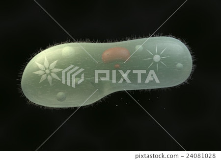 model biological micro organism paramecium 24081028