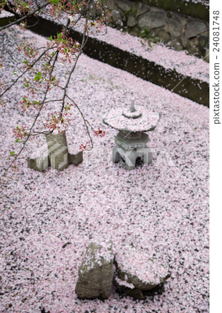 Rokuun Owon Shrine,Suiya Suisen·誕生水Benzaiten公司,落在Korori的櫻花 Rokuun Owon Shrine,Suiya Suisen·誕生水Benzaiten公司,落在Korori的櫻花 24081748