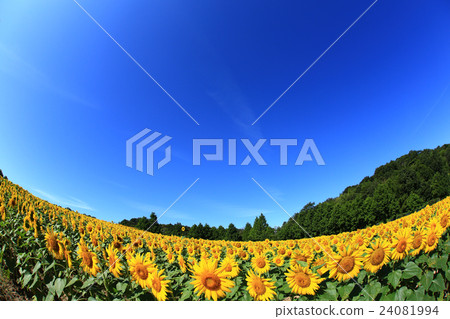 向日葵526 向日葵526 24081994