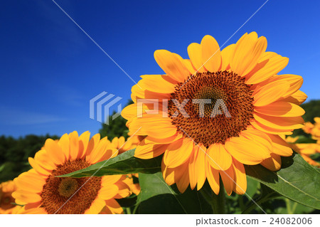 Sunflower 546 Sunflower 546 24082006