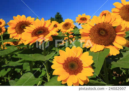 向日葵547 向日葵547 24082007