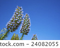 Fluffy Flowers Over Background Of The Blue Sky 24082055