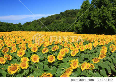 向日葵489 24082102