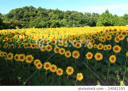 向日葵490 向日葵490 24082103