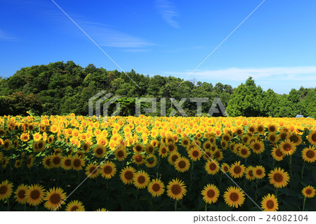 向日葵491 向日葵491 24082104