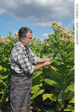 Farmer in tobacco field 24082231