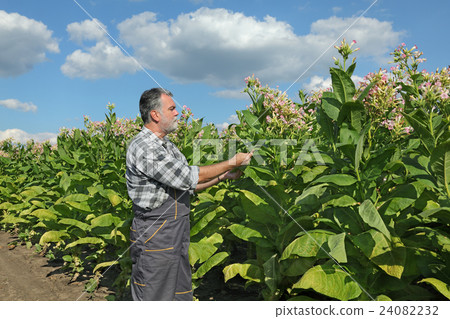 Farmer in tobacco field 24082232