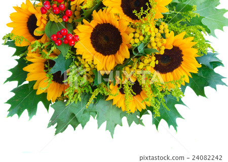 Sunflowers with green leaves 24082242
