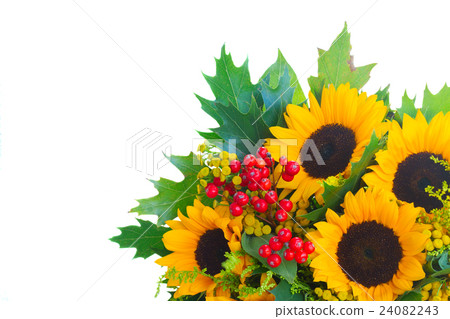 Sunflowers with green leaves Sunflowers with green leaves 24082243
