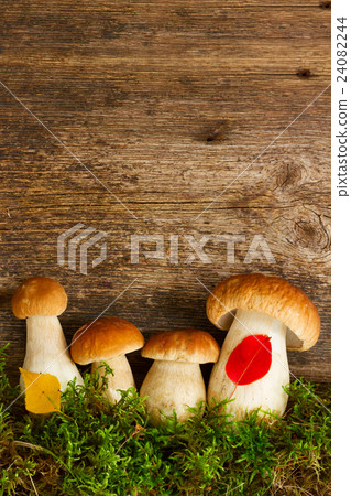 Boletus mushrooms on wooden background Boletus mushrooms on wooden background 24082244