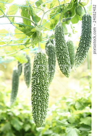 Bitter gourd field 24082482