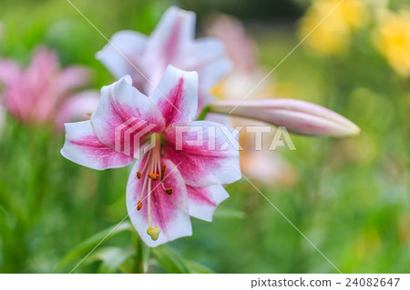 Lily flower 24082647