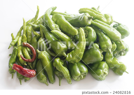 Shishito的品種 24082816