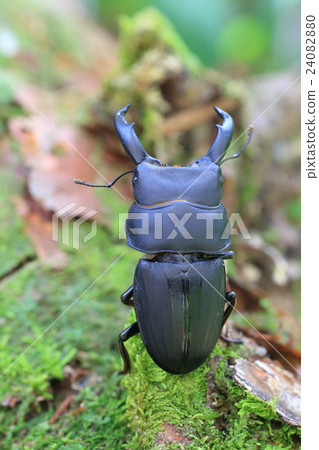 Sidi Butterfly Stag beetle Sidi Butterfly Stag beetle 24082880