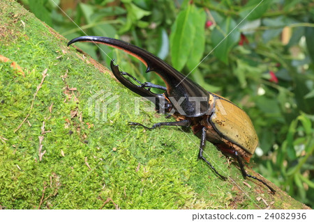 Hercules Beetle Beetle Hercules Beetle Beetle 24082936