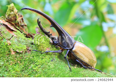 大力神甲蟲甲蟲 24082944
