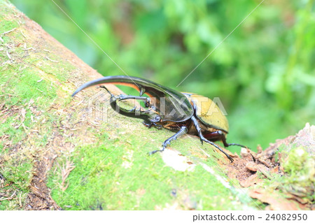 Hercules Beetle Beetle 24082950