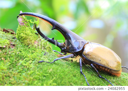 Hercules Beetle Beetle Hercules Beetle Beetle 24082955