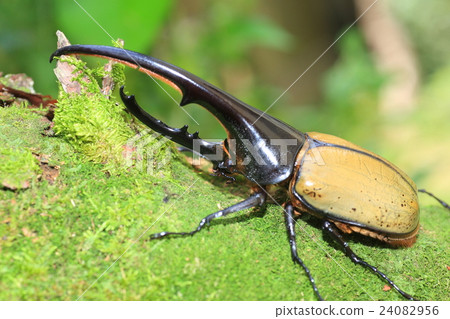 大力神甲蟲甲蟲 大力神甲蟲甲蟲 24082956