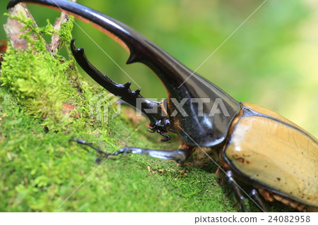 Hercules Beetle Beetle 24082958