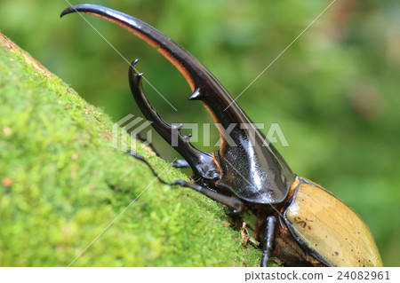 Hercules Beetle Beetle 24082961