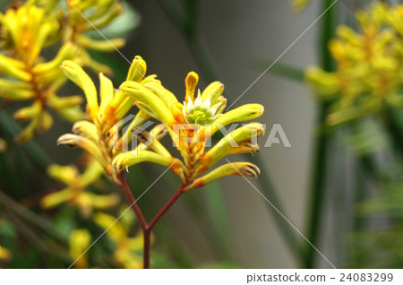 Kangaroo Poo 24083299