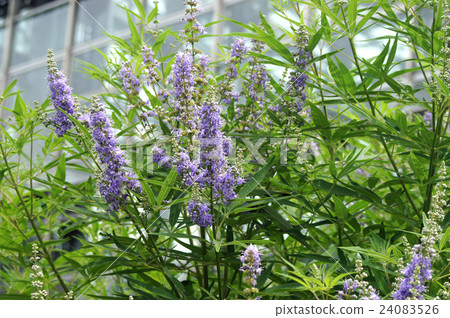 胡蘿蔔胡蘿蔔 胡蘿蔔胡蘿蔔 24083526