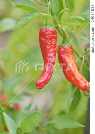 Fresh peppers 24084088