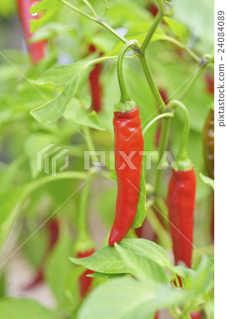 Fresh peppers 24084089