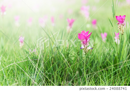 Siam tulips field 24088741