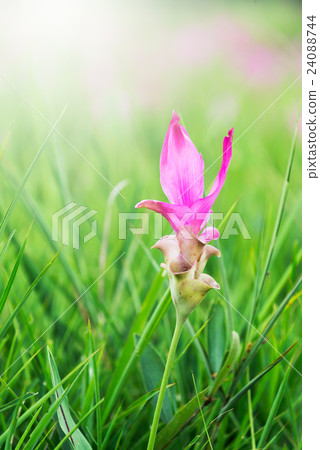 Siam tulips flower 24088744