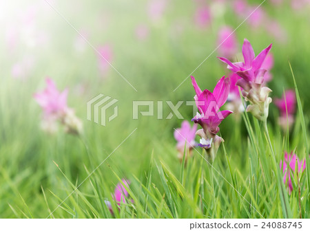 Siamese Tulip fields 24088745