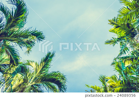 Coconut palm tree Coconut palm tree 24089356