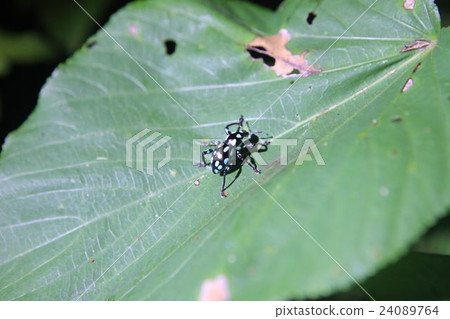 night ecological tour 24089764