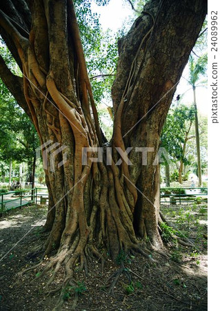 Tainan Park 24089962