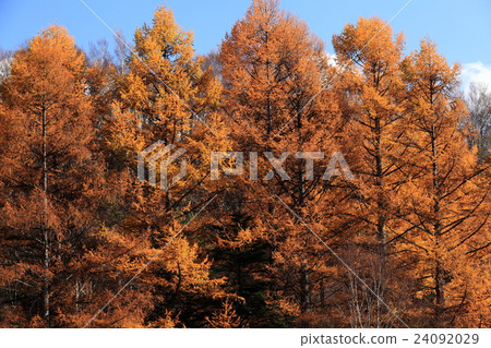 秋葉Lyca森林 24092029