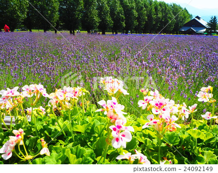 Furano lavender field Furano lavender field 24092149