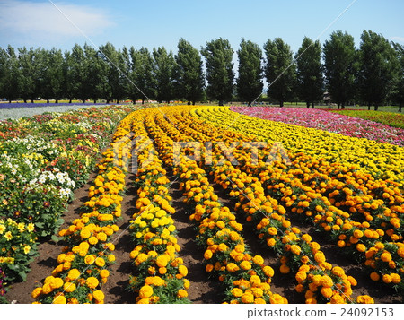 Furano flower garden Furano flower garden 24092153