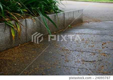 雨 雨 24093787