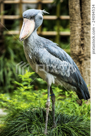 Ueno Zoo Ueno Zoo 24094534