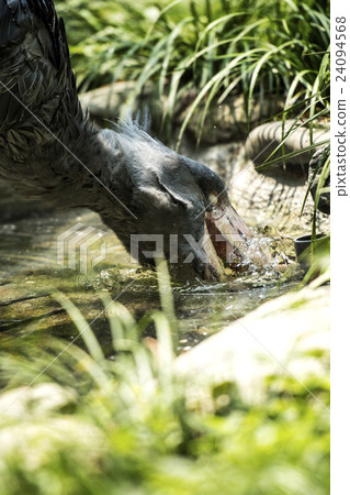 Ueno Zoo Ueno Zoo 24094568